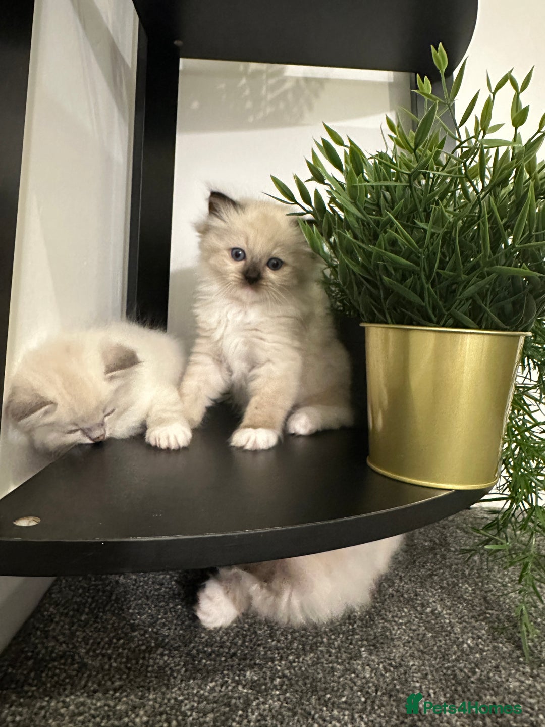 Ragdoll cats for sale: 🥰🥰🥰ONLY 2 left stunning beautiful babies 🥰🥰🥰 - Advert 2