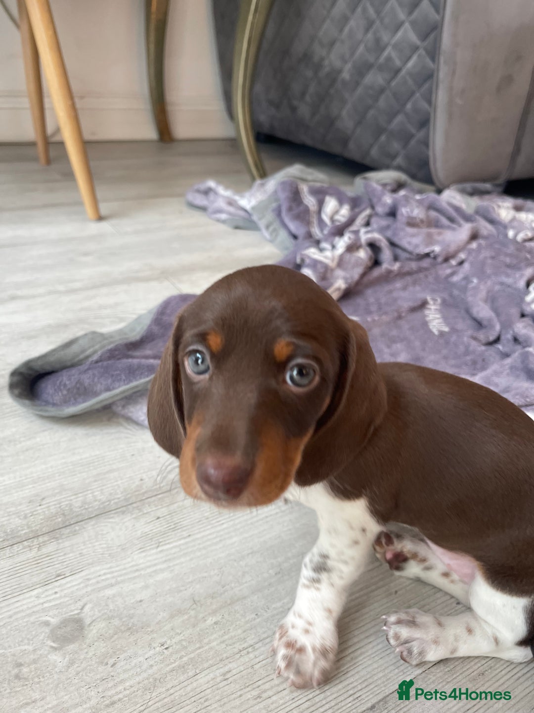 Dachshund dogs for sale: Dachshund Puppies  - Image 6