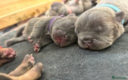 Mixed Breed dogs for sale: Dual pregnancy  - Image 7