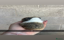 Guinea Pig rodents for sale: Lovely guinea pigs looking for their new homes!  - Image 7