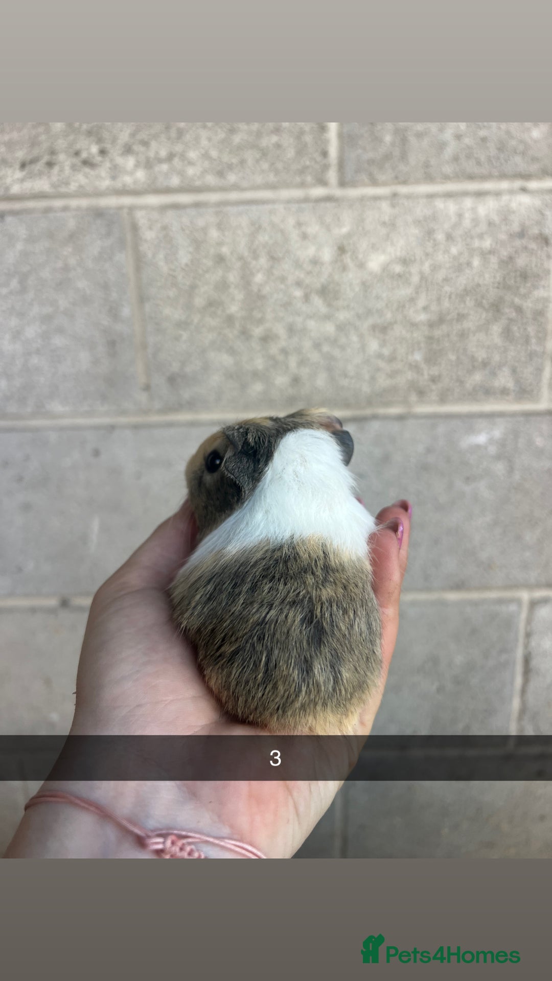 Guinea Pig rodents for sale: Lovely guinea pigs looking for their new homes!  - Image 7