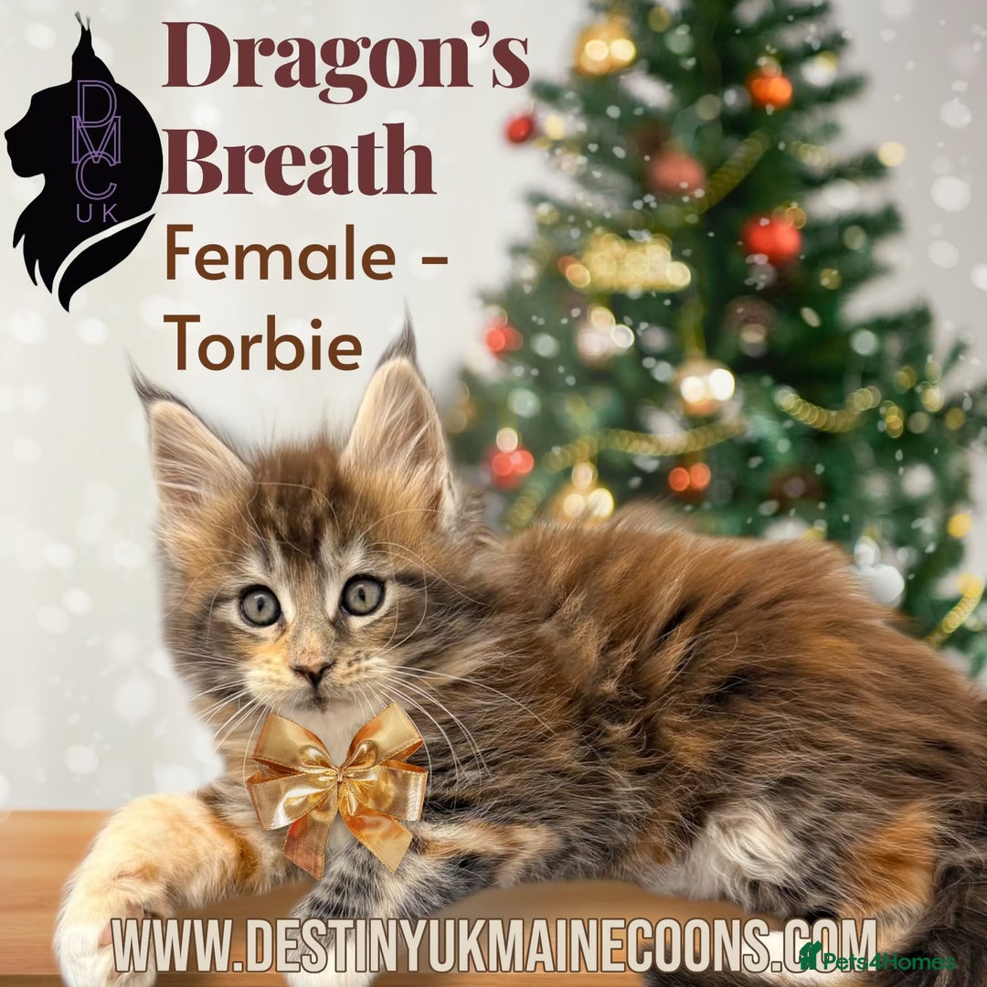 Maine Coon cats for sale: Ready for  22nd December - Advert 9