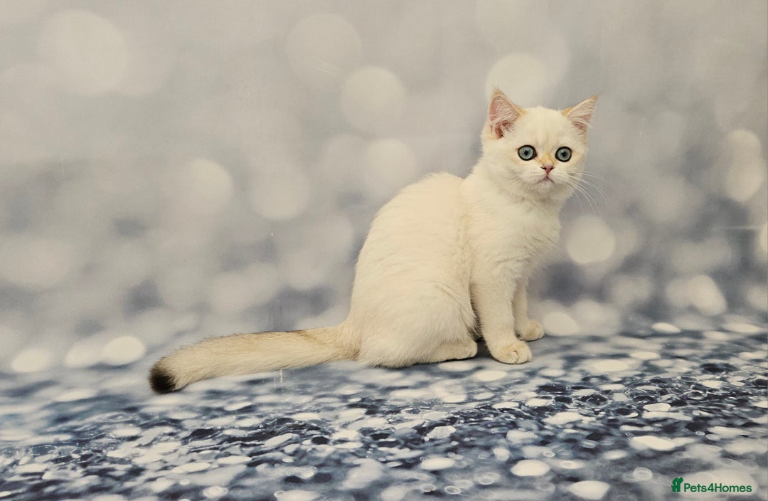 British Shorthair cats for sale: Excellent Scottish straight and fold kittens - Image 14