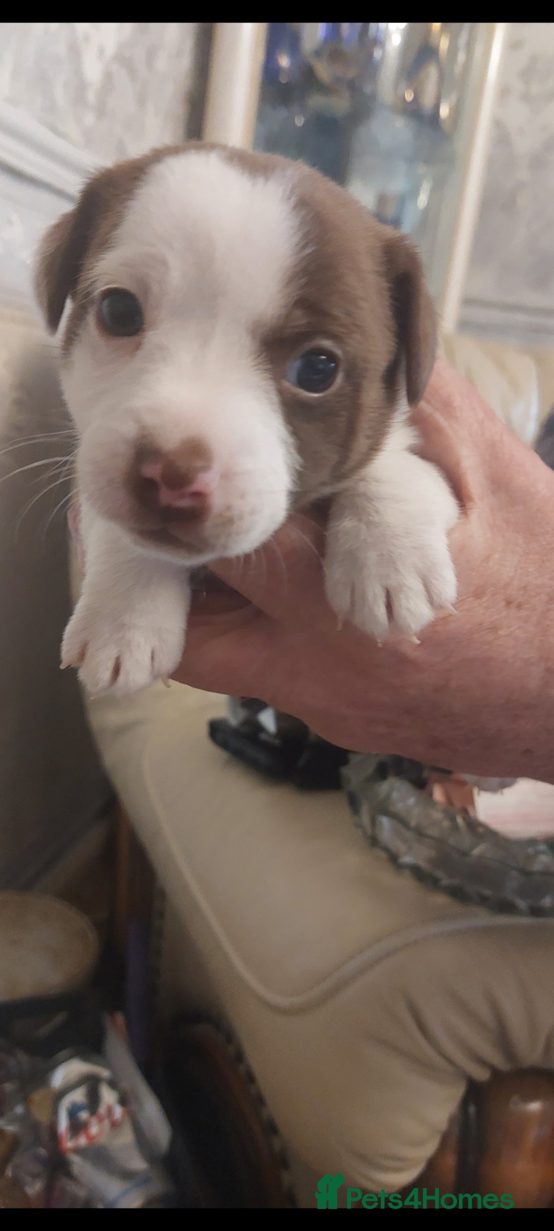 Jack Russell dogs for sale: Truly Superb  Russels - Advert 3