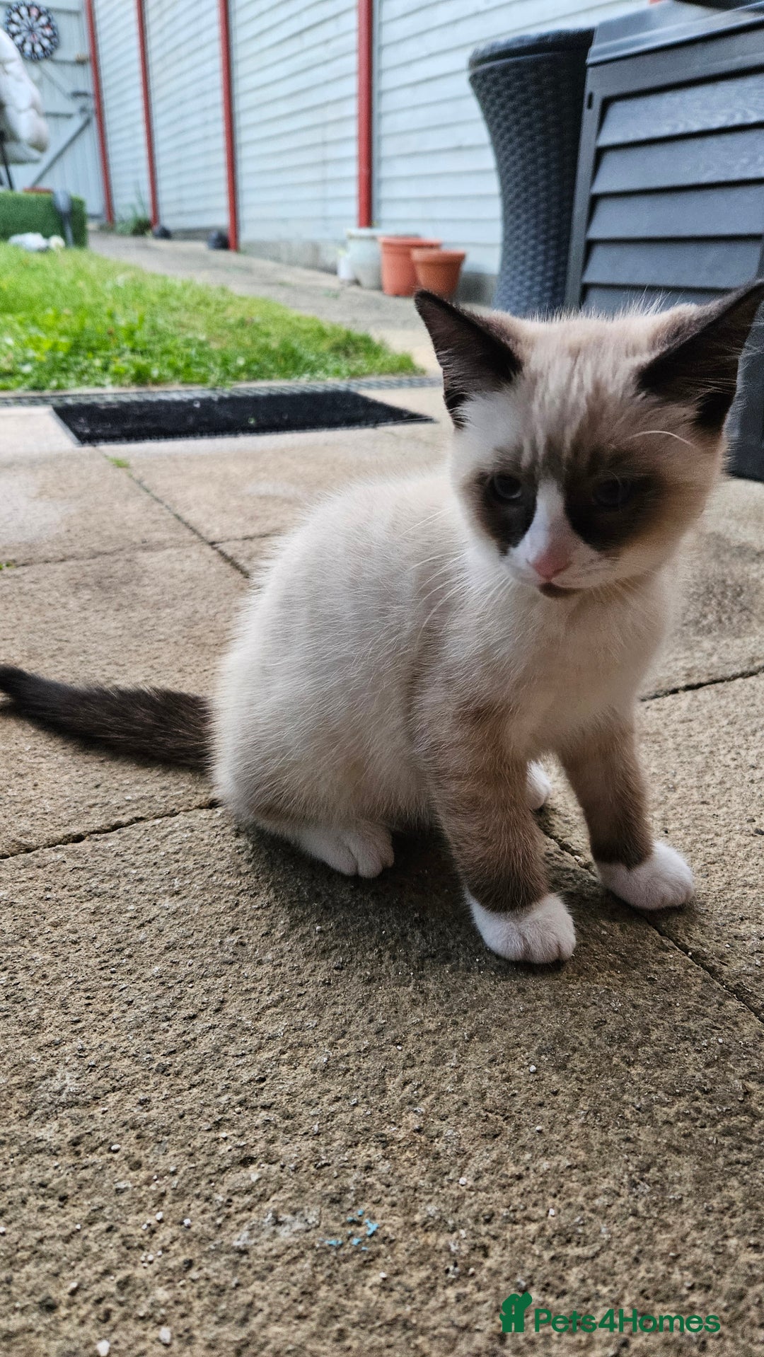Mixed Breed cats for sale: Mostly white boy cat  - Image 5
