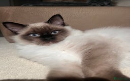 Ragdoll cats for sale: 3 month male ragdoll - Advert 5