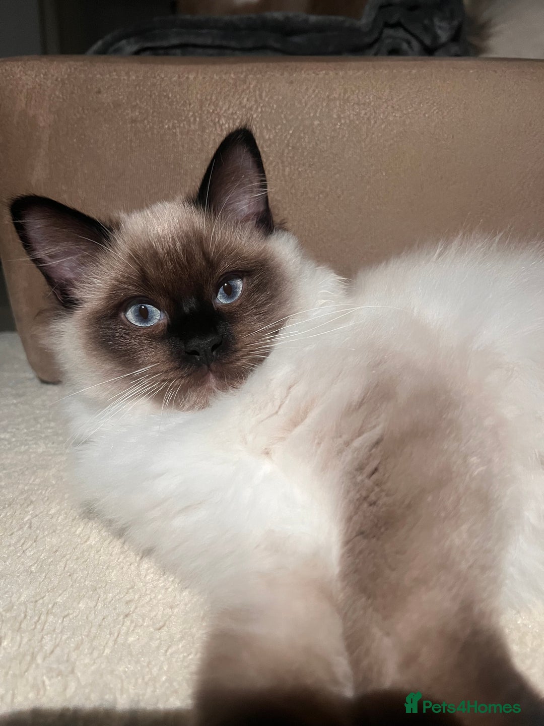 Ragdoll cats for sale: 3 month male ragdoll - Advert 5