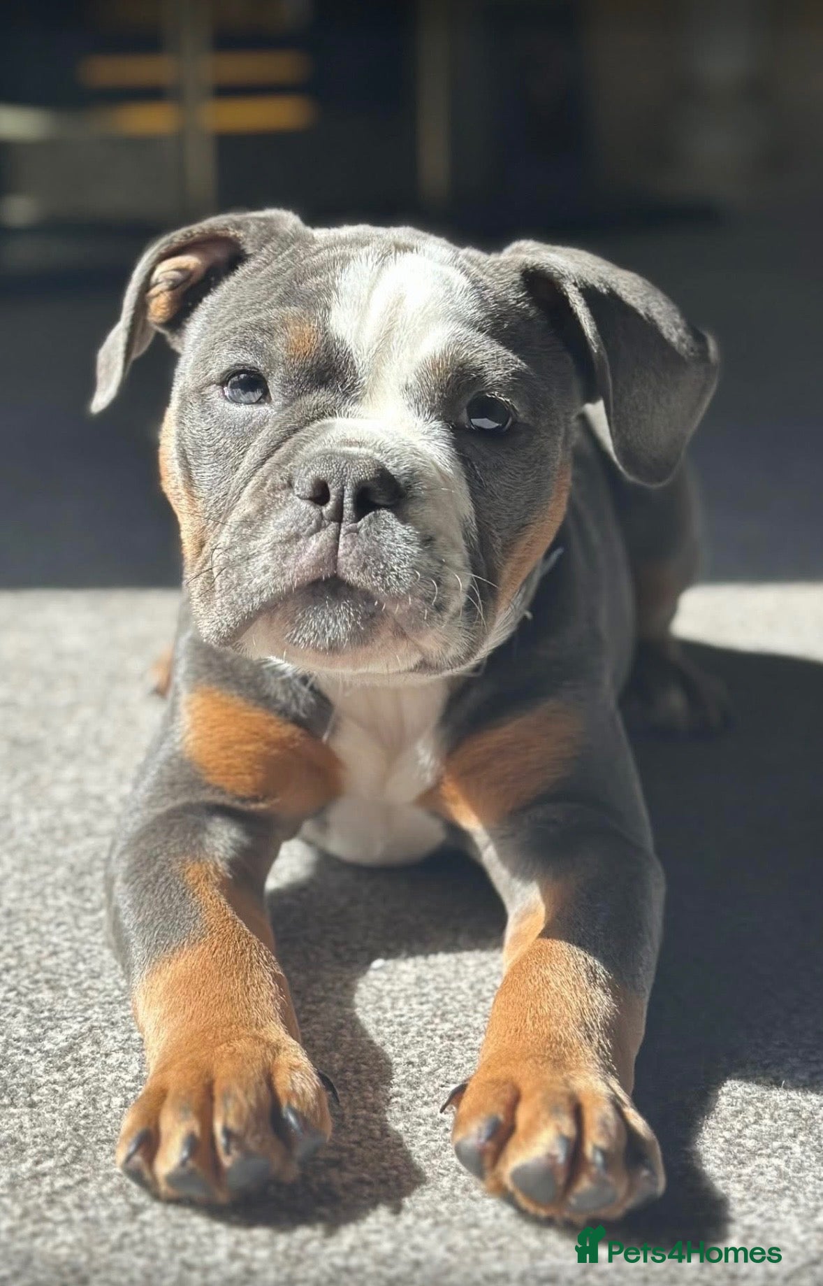 English Bulldog dogs Blue Tri Stud  - Advert 3