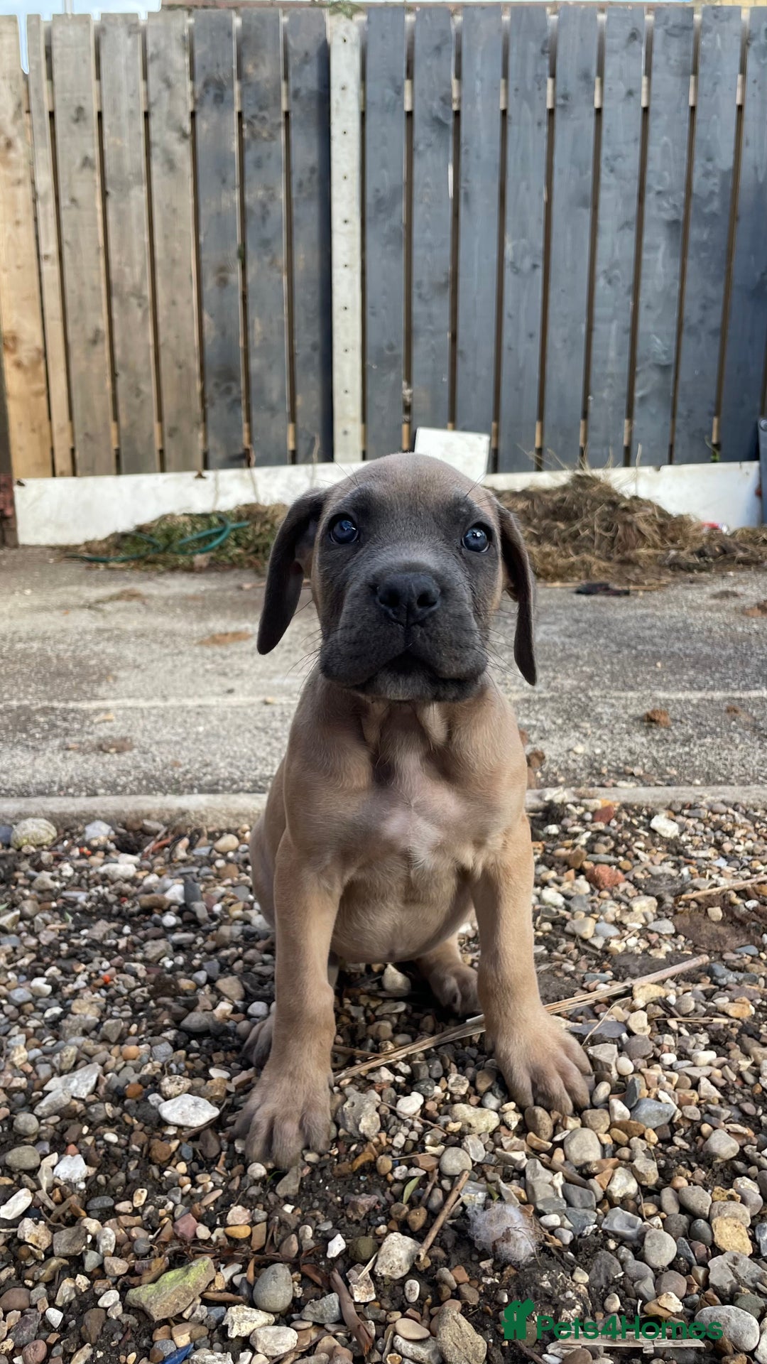 Cane Corso dogs for sale: Cane Corso puppies 9 week old 🫶❤️🫶 - Image 15