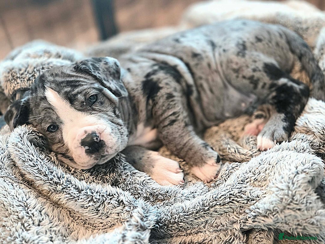 Cane Corso dogs for sale: Merle and brindle cane corso - Advert 4