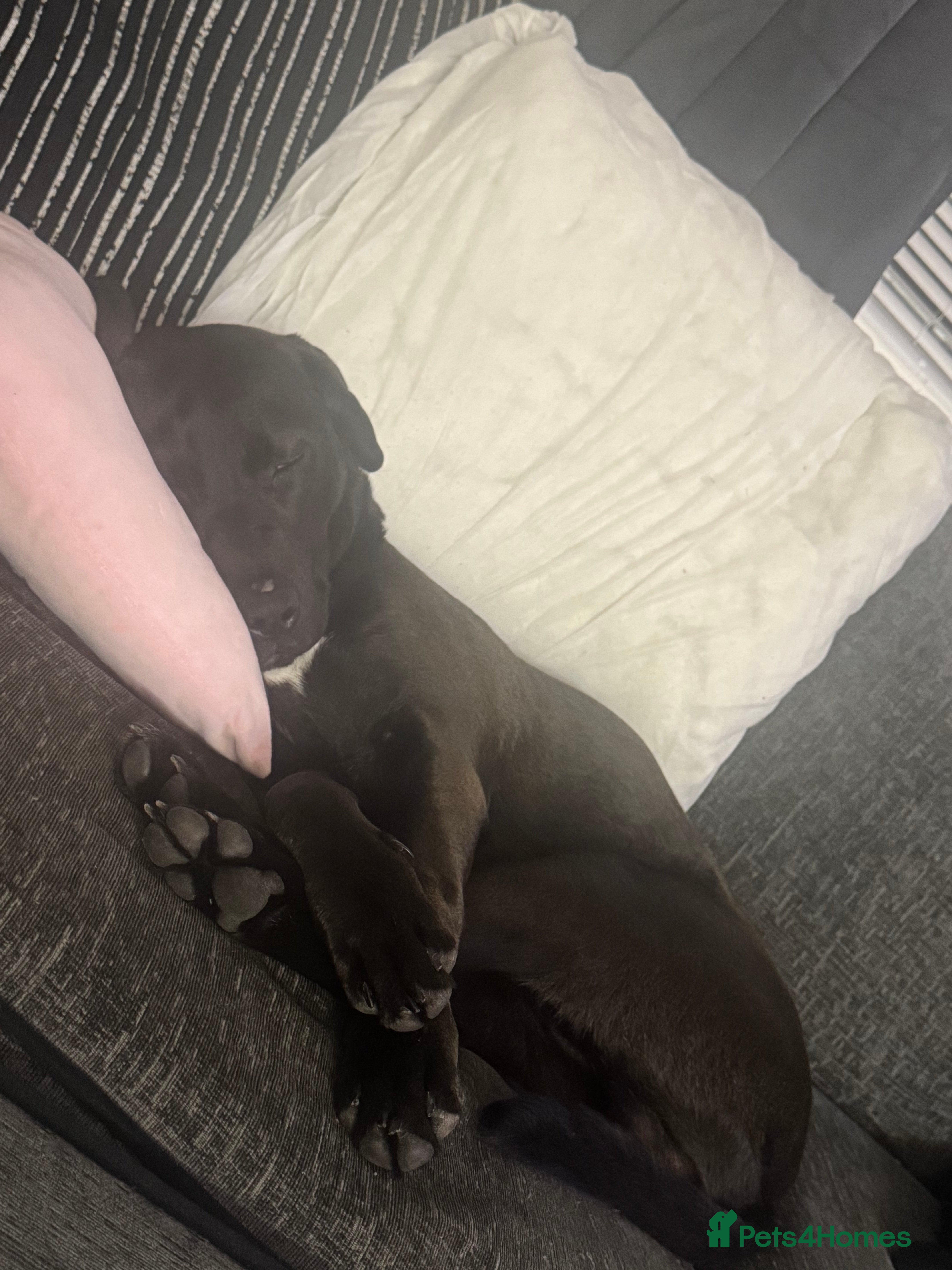 Mixed Breed dogs 7 month old cane corso x lab male puppy  - Advert 2