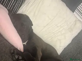 Mixed Breed dogs 7 month old cane corso x lab male puppy - Advert 1