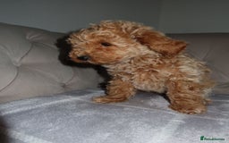 Toy Poodle dogs for sale: Toy poodle puppy - Image 10