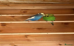 Budgerigars birds for sale: Mix of budgies - Image 4