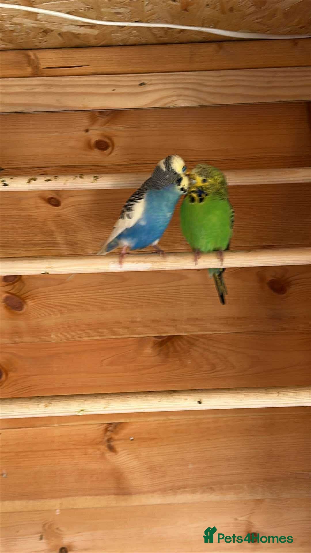 Budgerigars birds for sale: Mix of budgies - Image 4