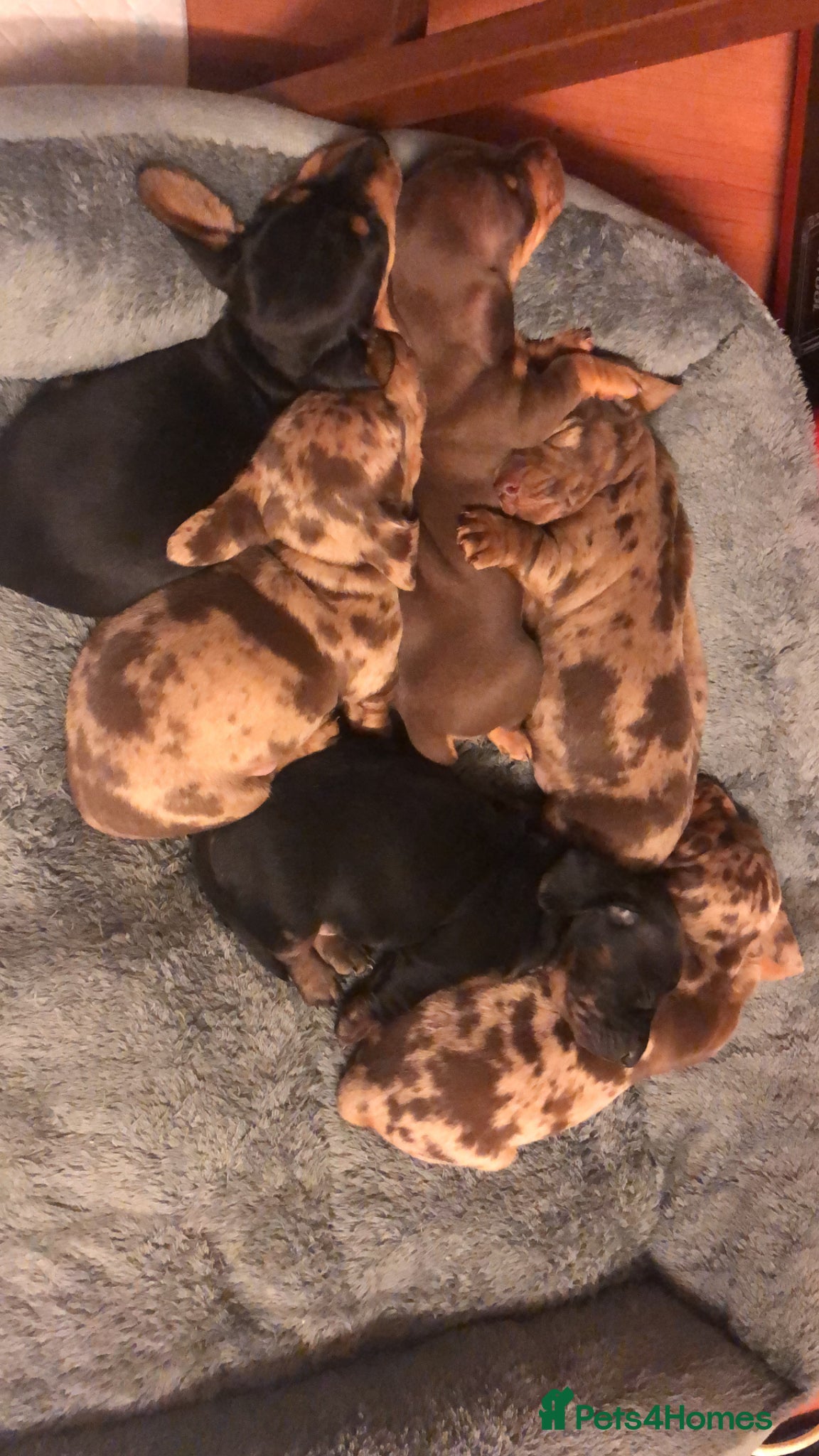 Miniature Dachshund dogs Miniature Dachshund Puppies - Advert 2