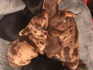 Miniature Dachshund dogs Miniature Dachshund Puppies - Advert 1