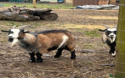Goats livestock for sale: Pygmy Goats, Buckinghamshire  - Image 2