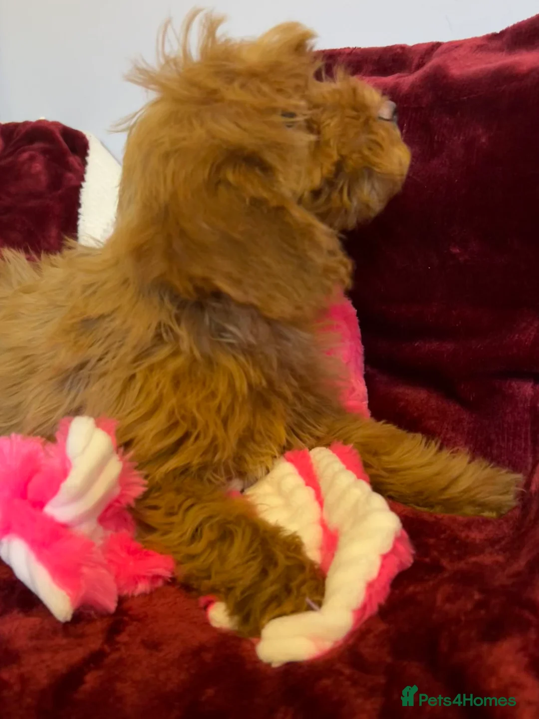 Cockapoo dogs for sale: Stunning fox red cockapoo puppies PRA Clear  - Advert 13