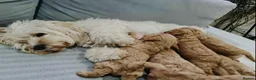 Cavapoo dogs for sale: Fully health checked cavapoo puppies - Advert 4