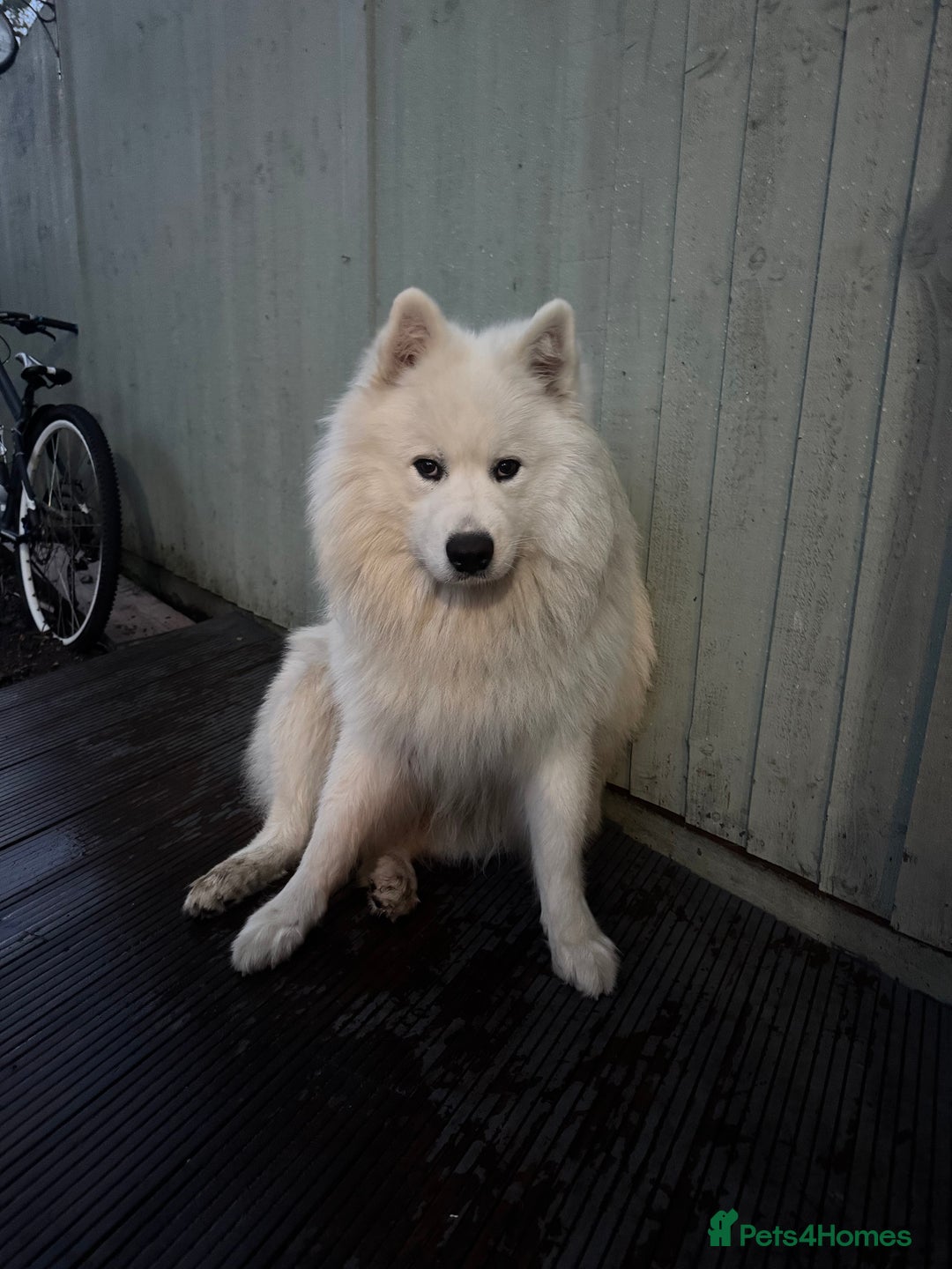 Samoyed dogs for stud: Nate  - Advert 4