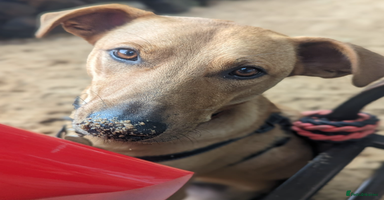 Mixed Breed dogs - Advert 2