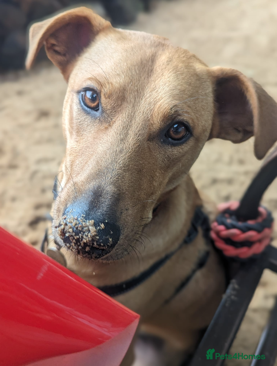 Mixed Breed dogs for adoption: Jimmy is looking for an amazing home - Image 2