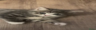 Tabby & white male