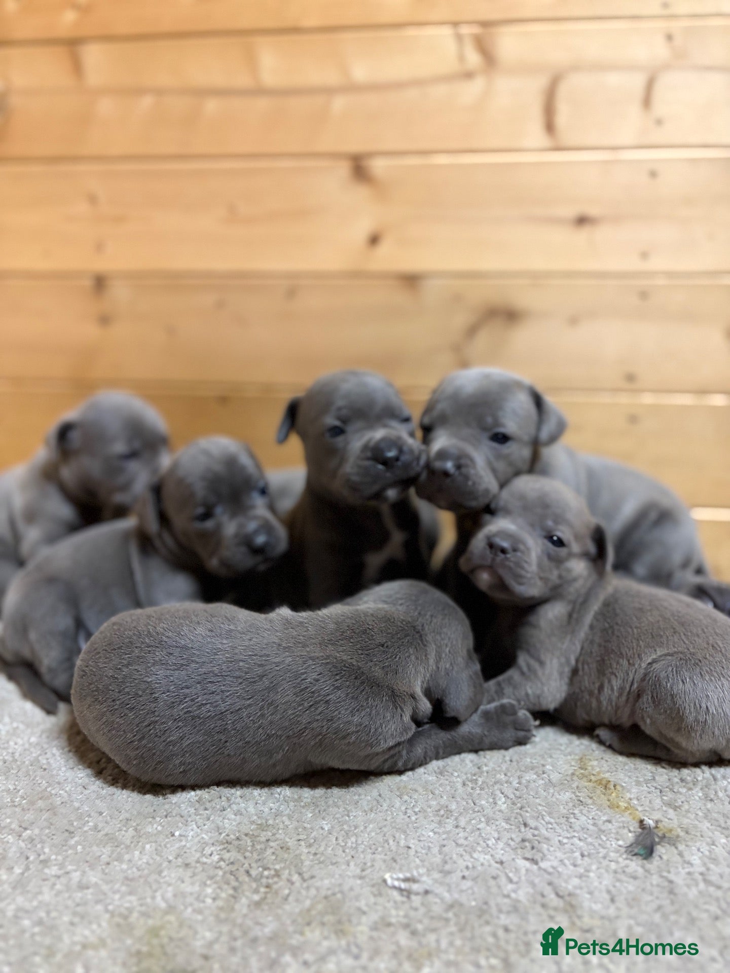 Staffordshire Bull Terrier dogs  Blue Staffordshire Bull Terrier Puppies Available - Advert 1