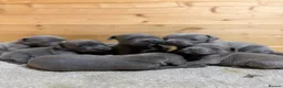Staffordshire Bull Terrier dogs for sale:  Blue Staffordshire Bull Terrier Puppies Available - Advert 1