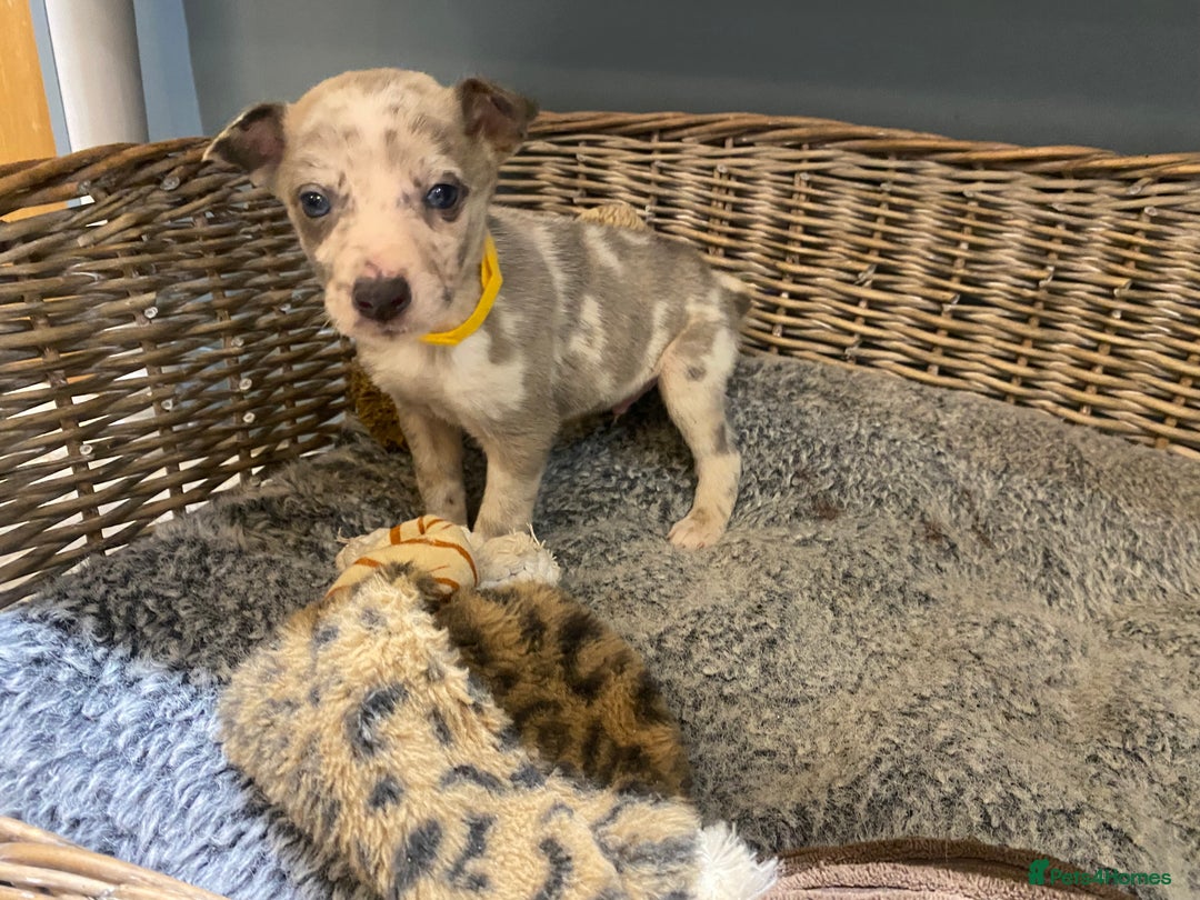 Mixed Breed dogs for sale: Beautiful merle whippet x collie puppies  - Advert 2