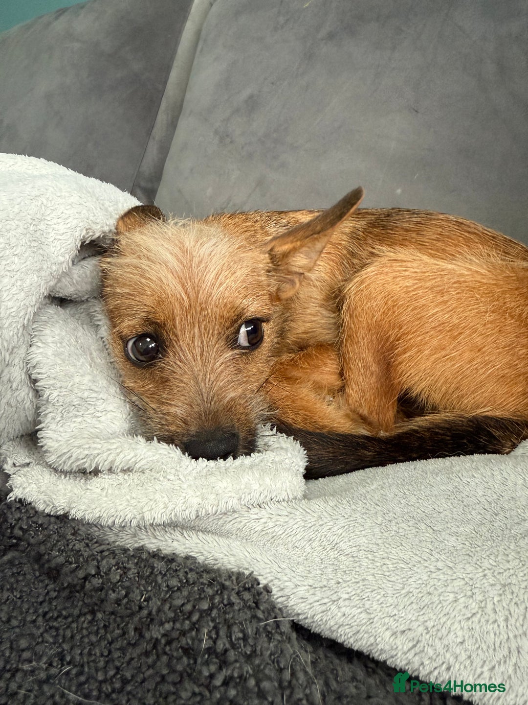 Russian Toy Terrier dogs for adoption: Giselle – The Tiny Survivor with a Big Personality - Image 5