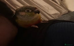 Conures birds for sale: Green cheek conure for sale - Image 1