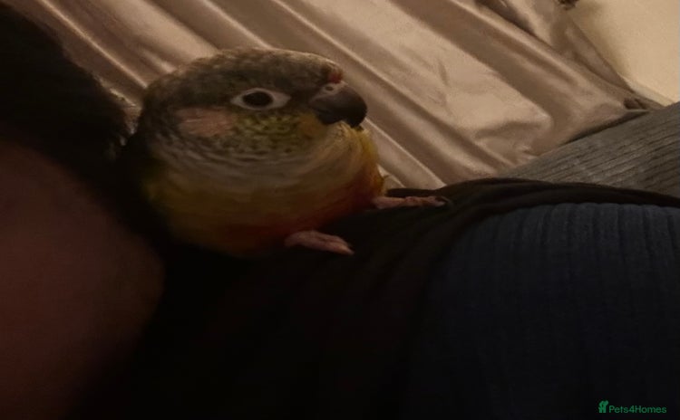 Conures birds - Advert 2