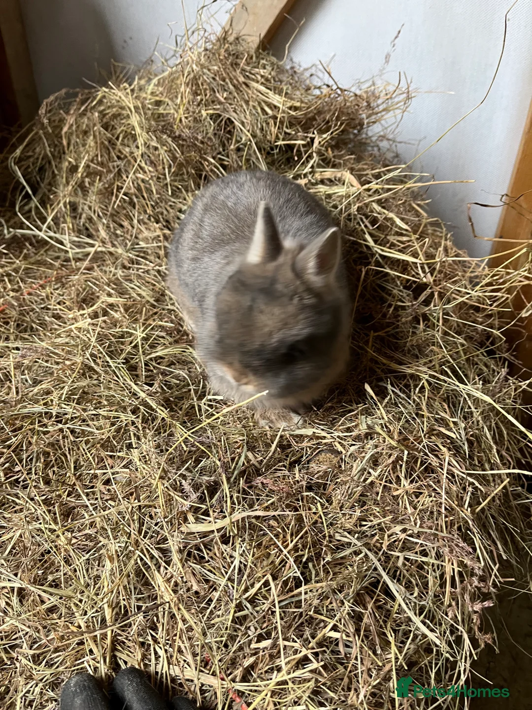 Netherland Dwarf rabbits for sale: Netherland dwarf rabbits for sale in Worthing - Advert 5