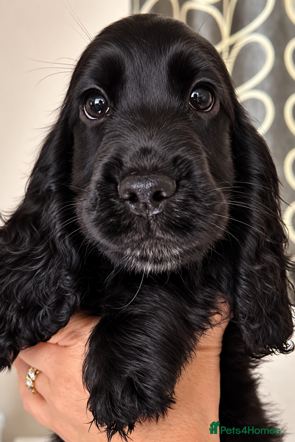 Cocker Spaniel dogs Show type cocker spaniel pup - Advert 18