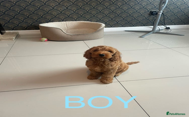 Cockapoo dogs - Advert 8
