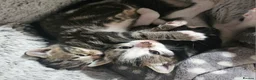 Mixed Breed cats for sale: 4 Beautiful Mix Breed Little Kittens For Sale - Advert 16