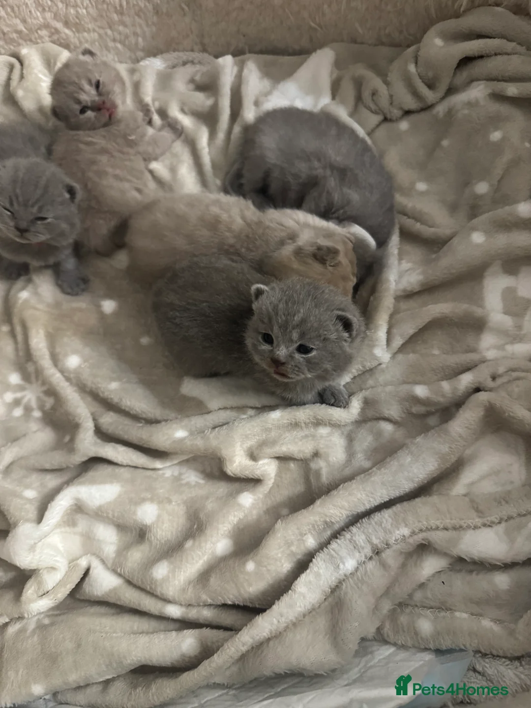 British Shorthair cats for sale: British shorthair  in Portsmouth - Advert 5