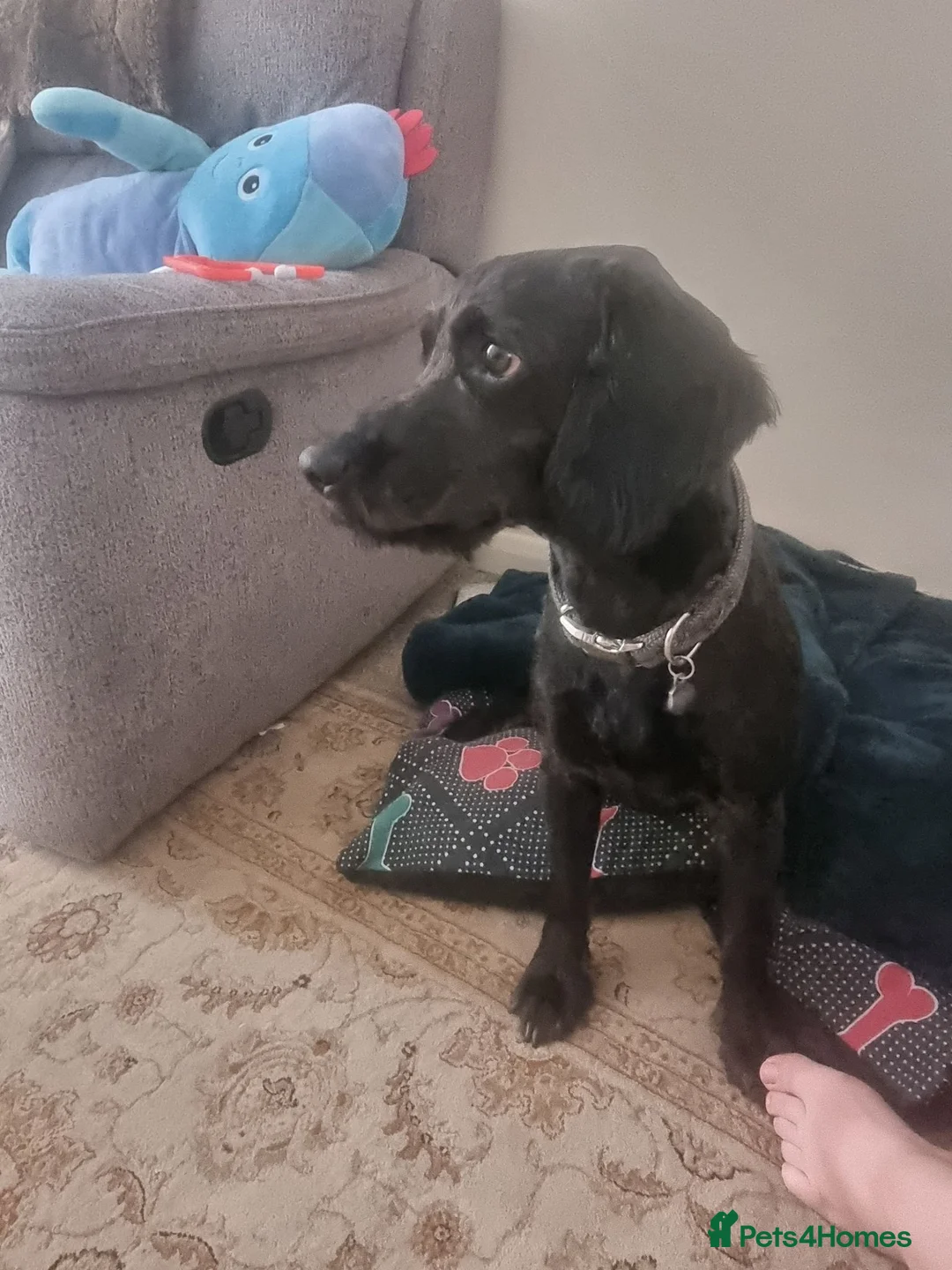 Mixed Breed dogs for sale: Male Cokerpoo x Lab  - Advert 3