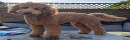 Mini Goldendoodle dogs for stud: Chestnut coloured Miniature Golden Doodle in Chertsey - Advert 16