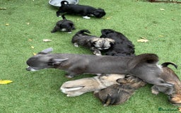Mixed Breed dogs for sale: Beautiful Chi shi's puppies - Image 8