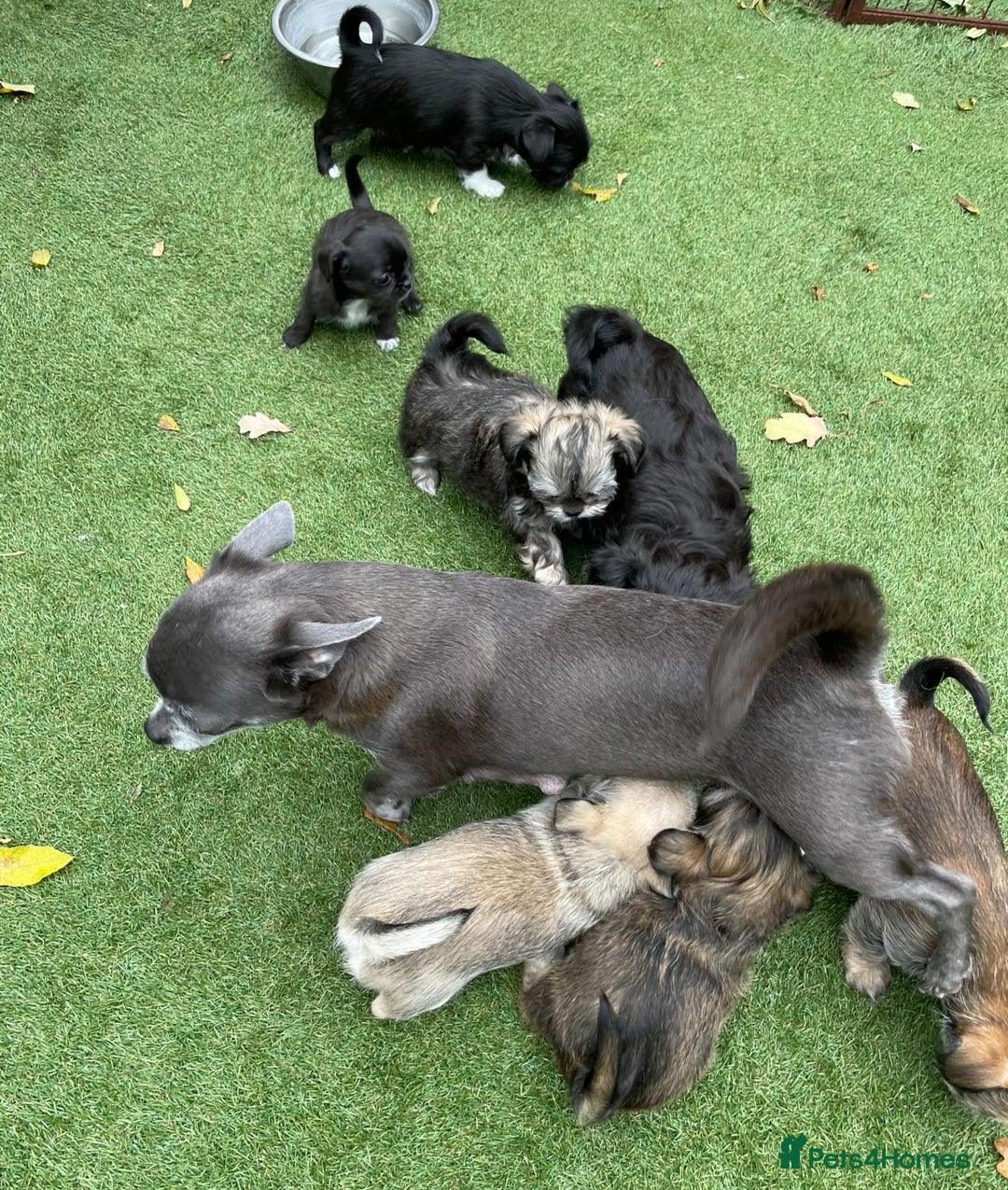 Mixed Breed dogs for sale: Beautiful Chi shi's puppies - Image 8