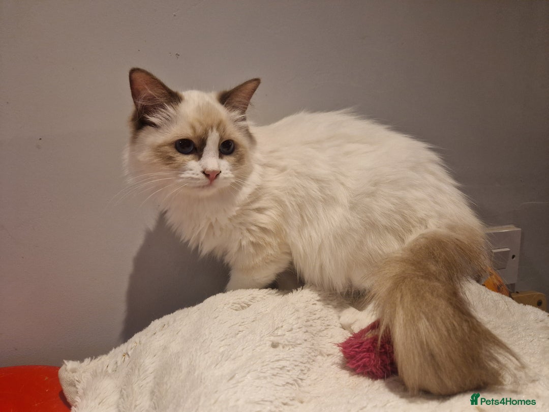 Ragdoll cats for sale: Gorgeous GCCF Ragdoll kittens READY NOW!!! - Image 20