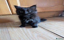 British Longhair cats for sale:  20 £  Fluffy kittens very beautifull - Image 17