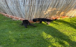 Labrador Retriever dogs for sale: Last gorgeous Labrador dog puppy - Image 3