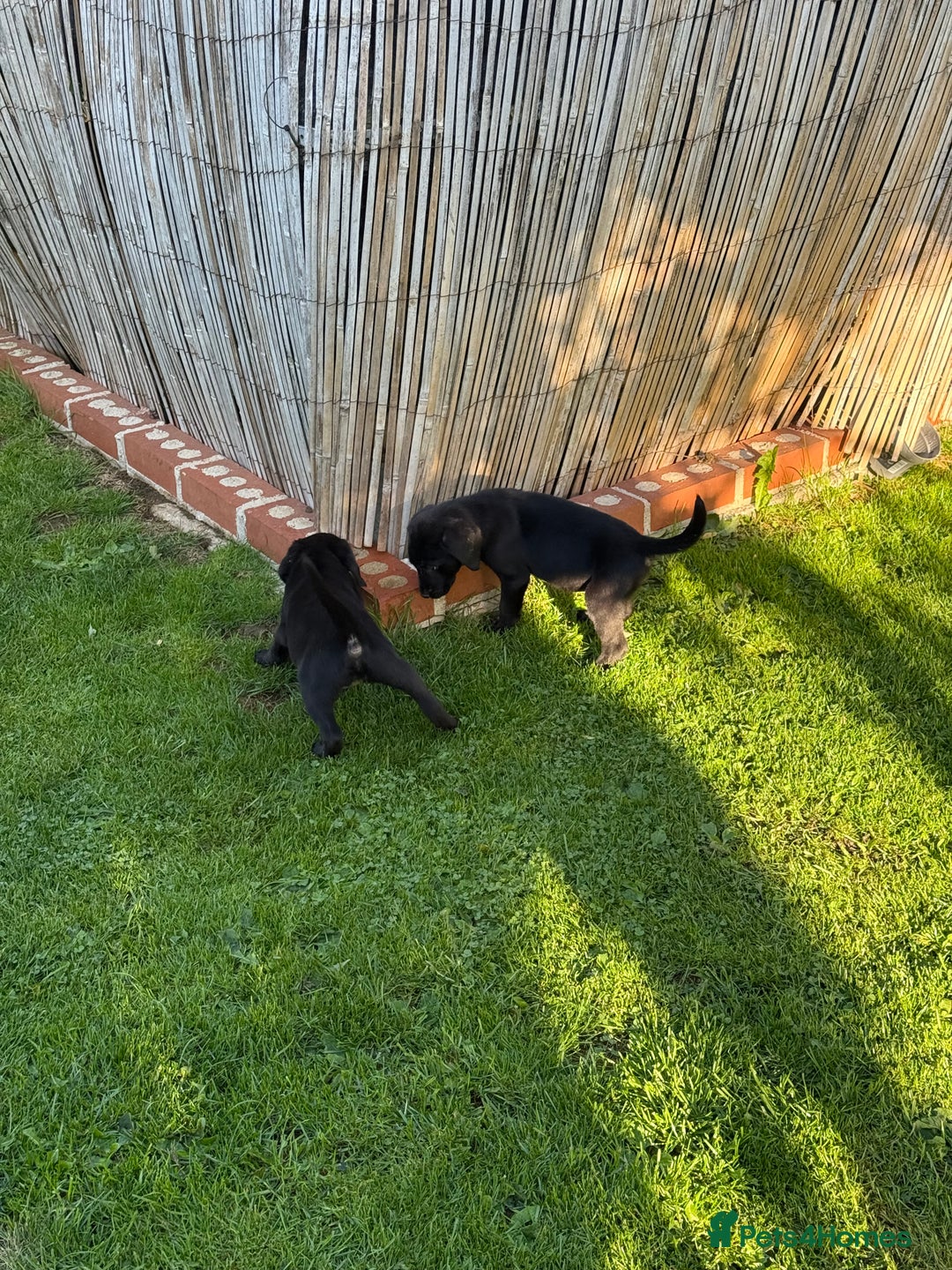 Labrador Retriever dogs for sale: Last gorgeous Labrador dog puppy - Image 3