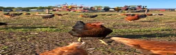 Chickens poultry for sale: POL Copper Maran Pullets for sale  - Advert 1