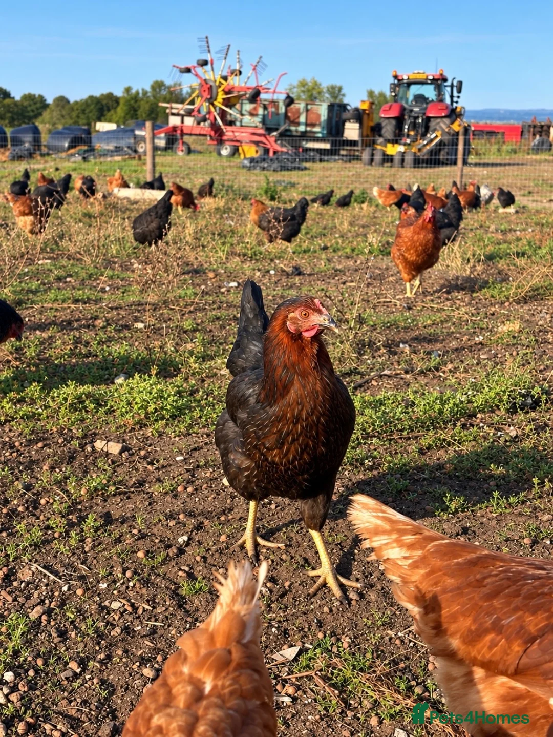 Chickens poultry for sale: POL Copper Maran Pullets for sale  - Advert 1