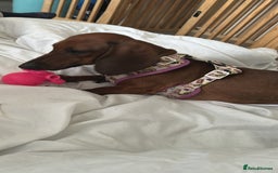 Miniature Dachshund dogs for sale: REHOMING MINIATURE DACHSHUND  - Image 3